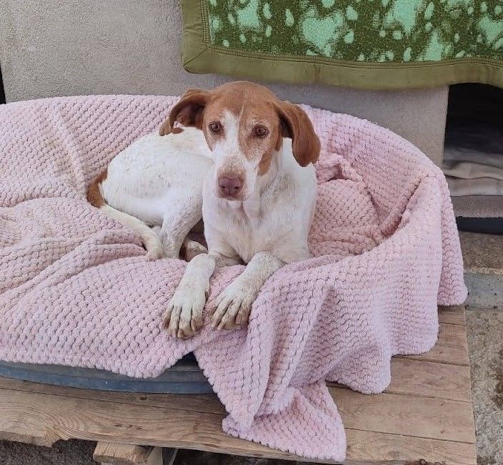 Pilka 9 ans, un AMOUR de chienne ! 195 24140 Douville