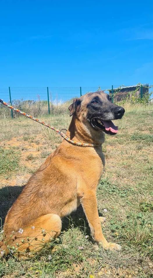 Chien NEXUS &agrave; l adoption 210 34450 Vias