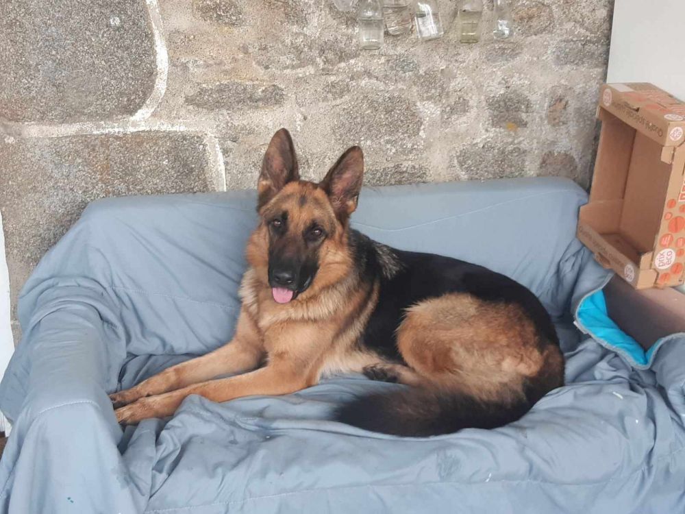 Sancho 250 35000 Rennes