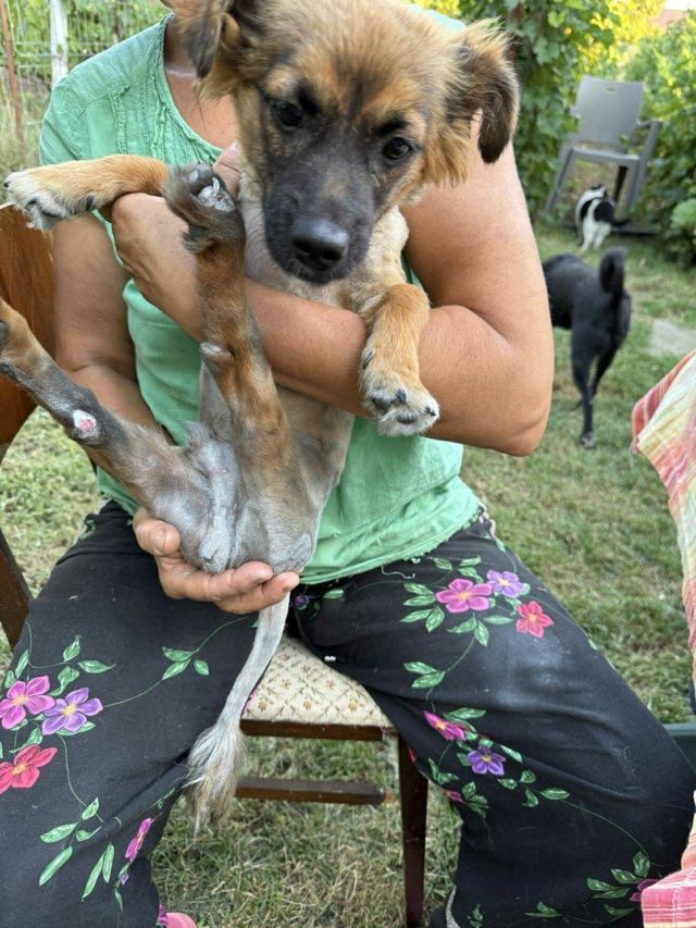 Billy &agrave; l'adoption, en urgence 50 50000 Baudre