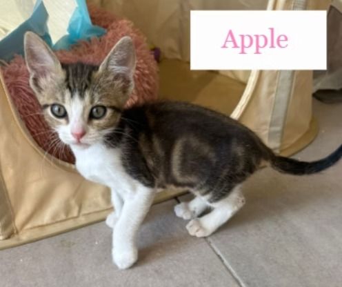 Chats chatons par association chats l&agrave; l&agrave; de Valr&eacute;as 80 84600 Valr�as