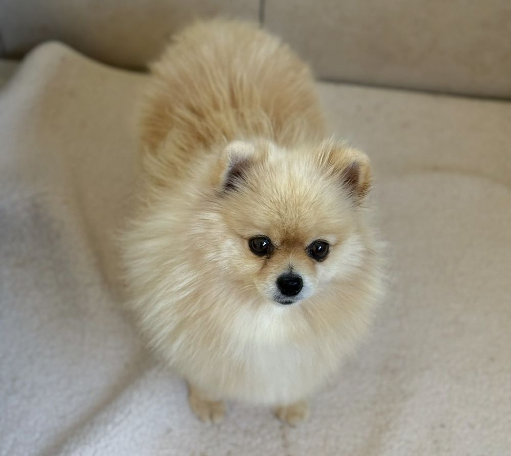 👑🐕 Spitz nain LOF m&acirc;le � Prestige & Origines russes, mini gabarit ✨🐾 2990 66450 Pollestres