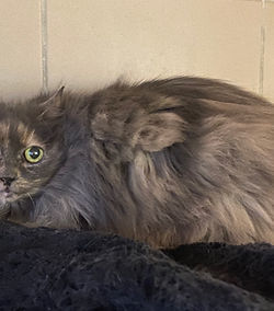 Douce 50 26700 Pierrelatte