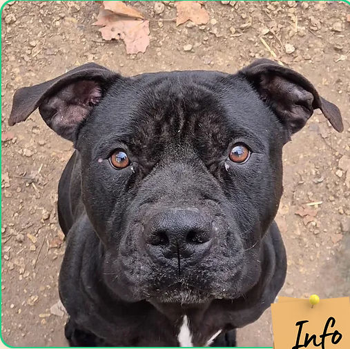 Simba Noir 230 26700 Pierrelatte