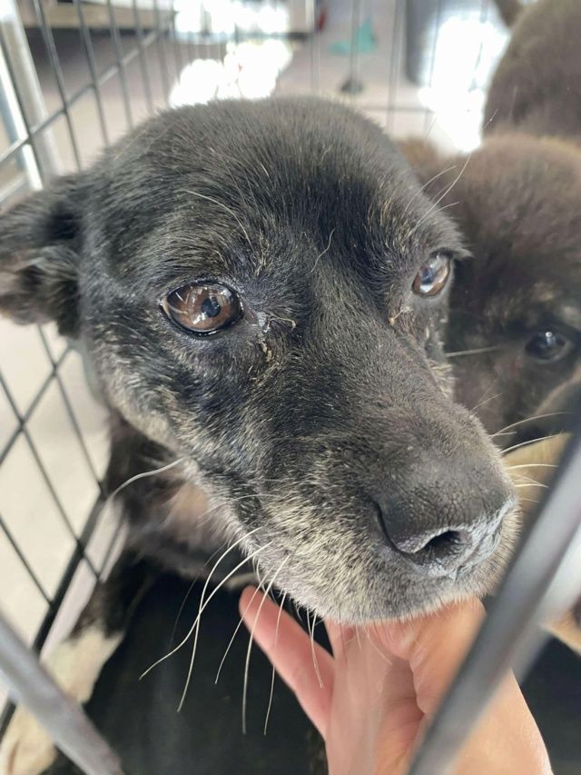 Granny &agrave; l'adoption 200 67000 Strasbourg