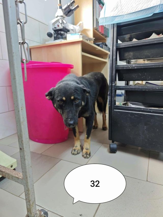 Hina &agrave; l'adoption 300 40000 Mont-de-marsan