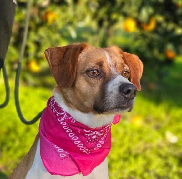 BELLA 320 27620 Gasny