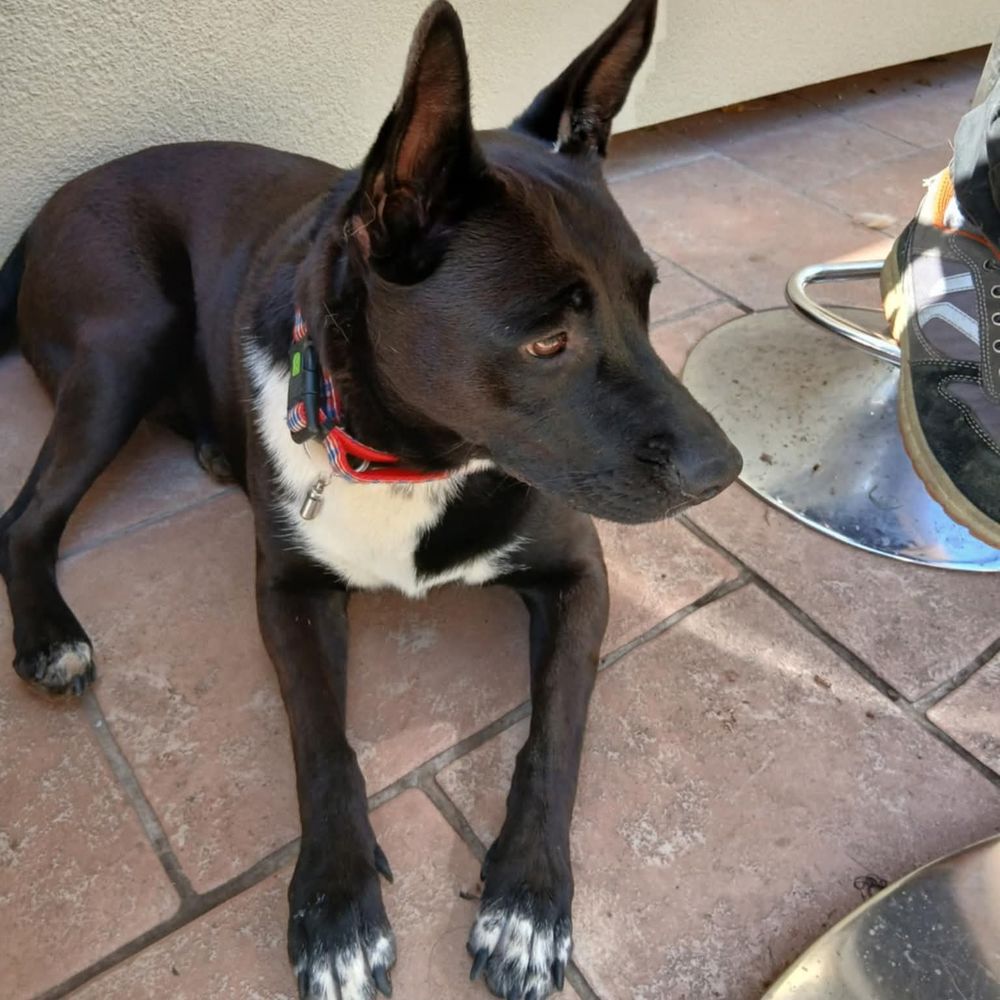 Adorable Naya 150 26320 Saint-marcel-l�s-valence