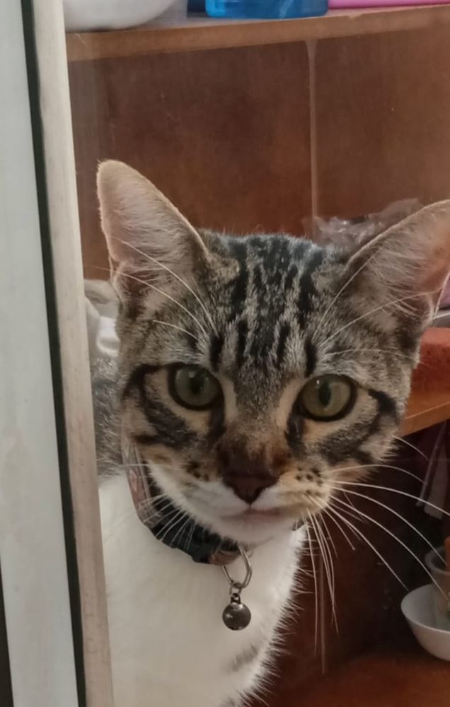 BAMBINO 230 27620 Gasny