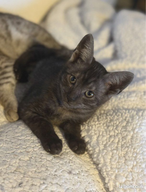 🐾 Chatons Savannah F5 � Look sauvage et origines prestigieuses 😻 1790 66450 Pollestres