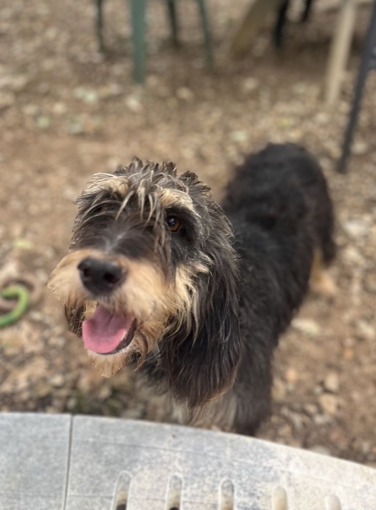 Teki, 14 mois, est &agrave; l'adoption! 0 34000 Montpellier