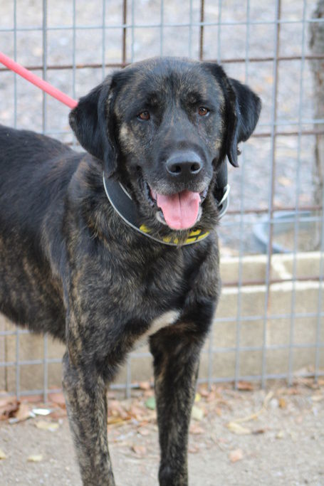 PON :  Un grand c�ur sur pattes cherche sa moiti&eacute; humaine 315 24140 Douville