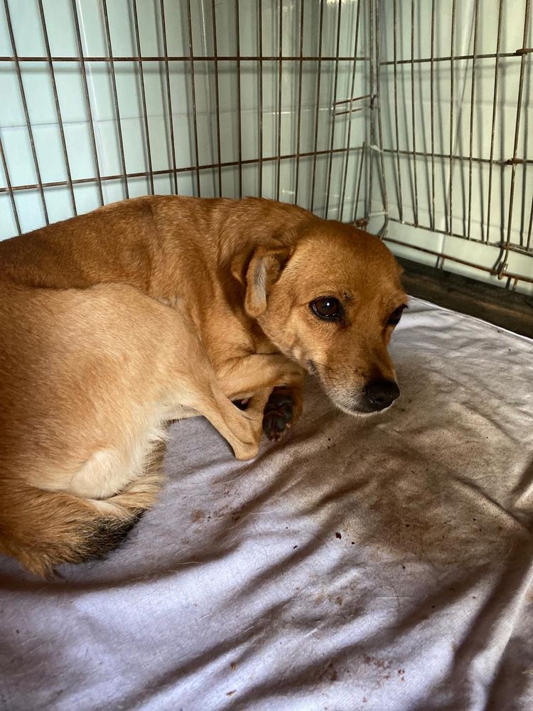 ANASTASYA 0 75018 Paris