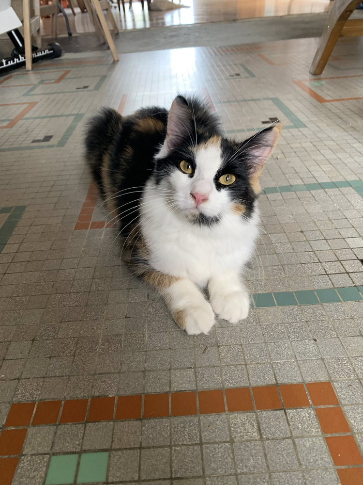 Vola 230 44000 Nantes