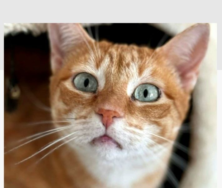 SILVESTRE 230 27620 Gasny