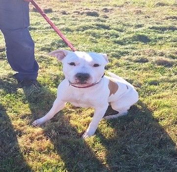 Chien PACO &agrave; l adoption 210 34450 Vias