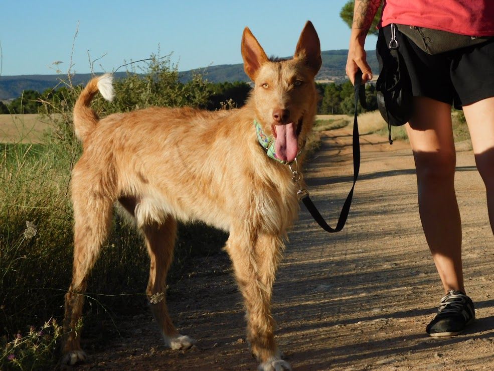 SIRIO 3 ans, superbe m&acirc;le podenco ! 315 24140 Douville