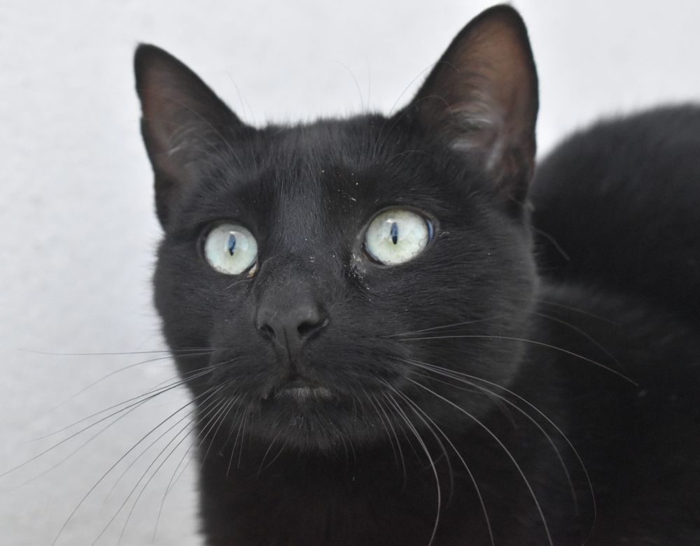 MORGAN 230 27620 Gasny