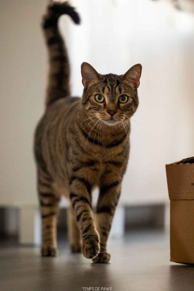 Thao, m&acirc;le type Europ&eacute;en n&eacute; en 2019 200 92150 Suresnes