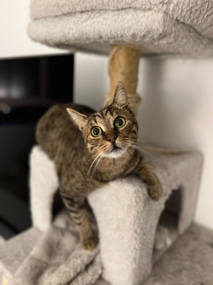 Snape, m&acirc;le type Europ&eacute;en n&eacute; en 2021 200 92220 Bagneux