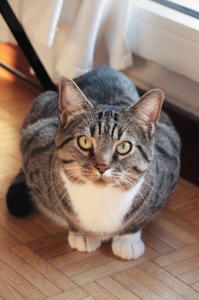 Hugo, m&acirc;le type Europ&eacute;en n&eacute; en 2016 (estimation) 200 92380 Garches