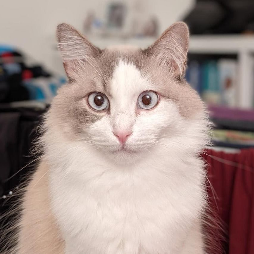 Guerlain, m&acirc;le type Ragdoll n&eacute; en 2016 (estimation) 200 75020 Paris