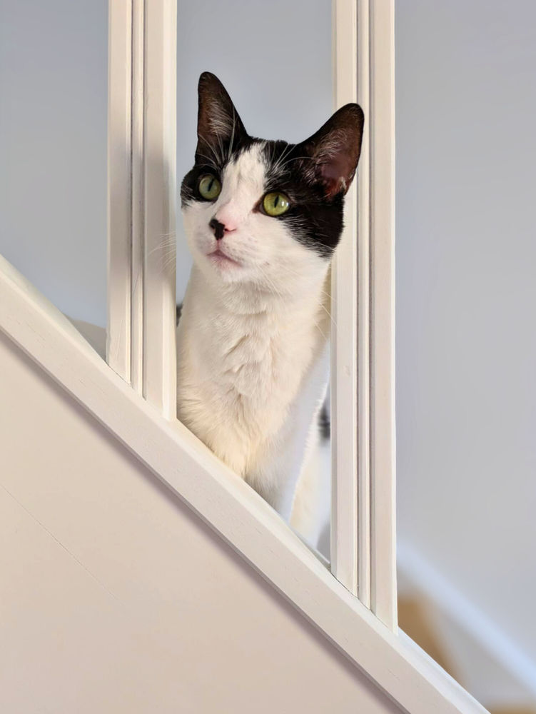 Cyb&egrave;le, femelle type Europ&eacute;en n&eacute;e en 2020 200 75014 Paris