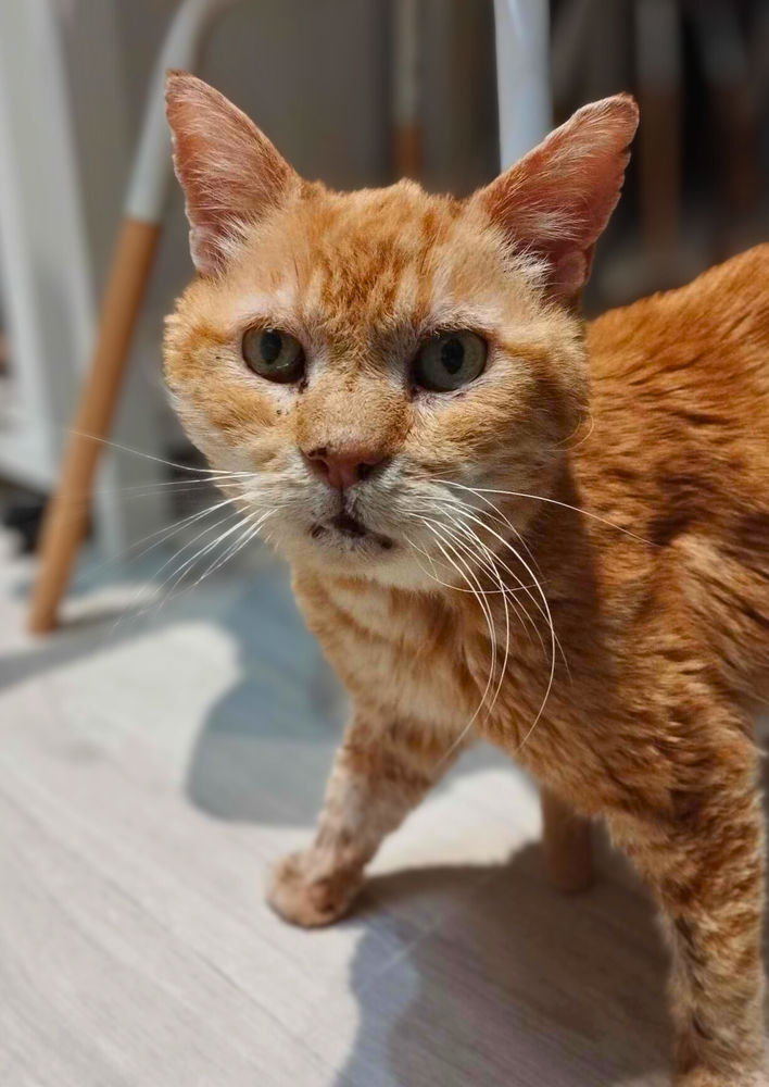 (SOS) Azra&euml;l, m&acirc;le, type Europ&eacute;en n&eacute; le 01/01/2010 100 35000 Rennes