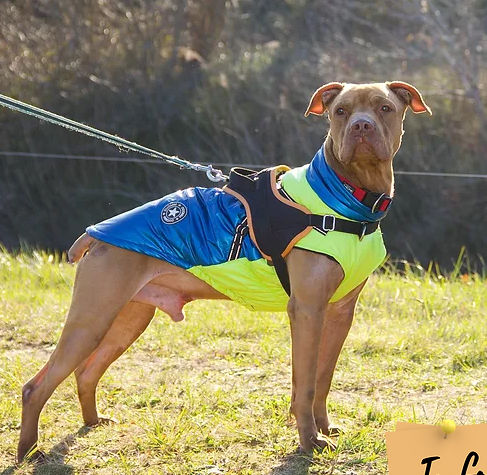 Yoshi 230 26700 Pierrelatte