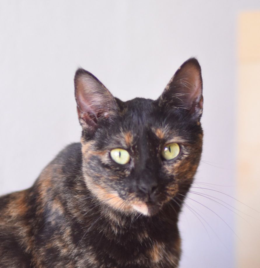 MOLLY 230 27620 Gasny