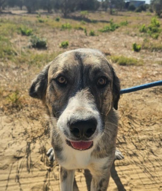 IZAN 320 27620 Gasny