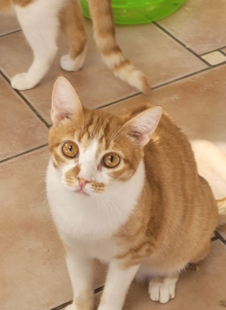 TINO 230 27620 Gasny