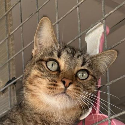 TONi 230 27620 Gasny