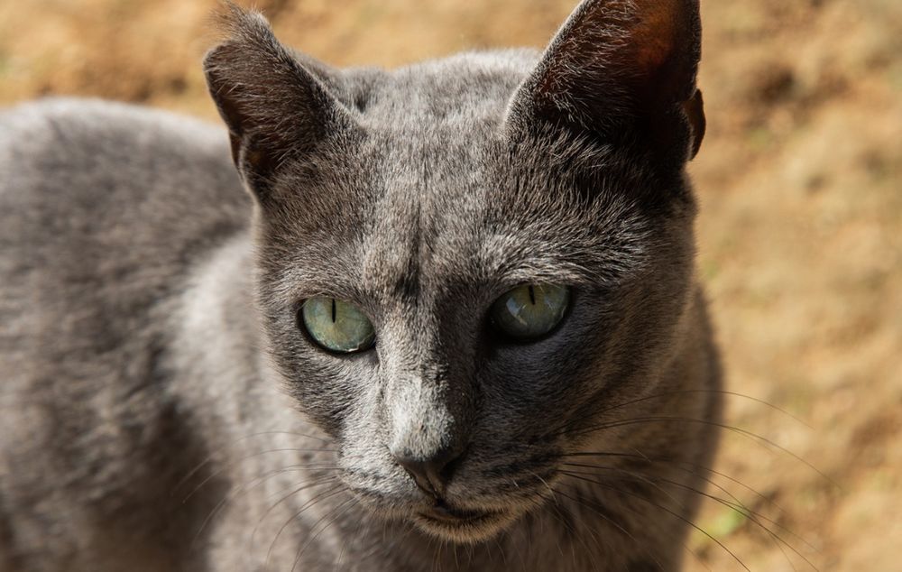 MYSTI 230 27620 Gasny