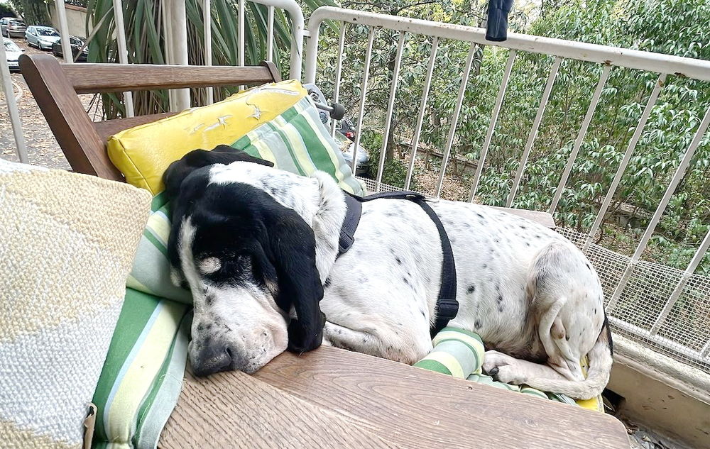 Jazz est &agrave; l'adoption! 0 34000 Montpellier