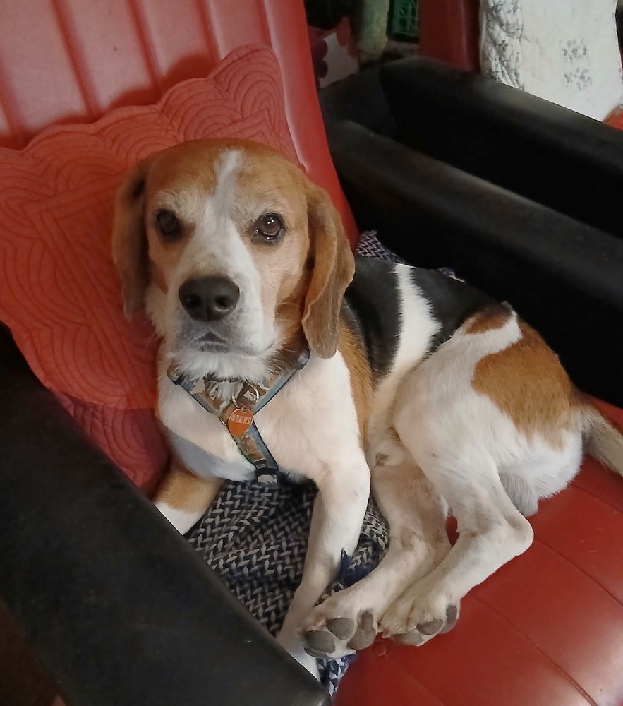 Voyou est &agrave; l'adoption!' 0 34000 Montpellier