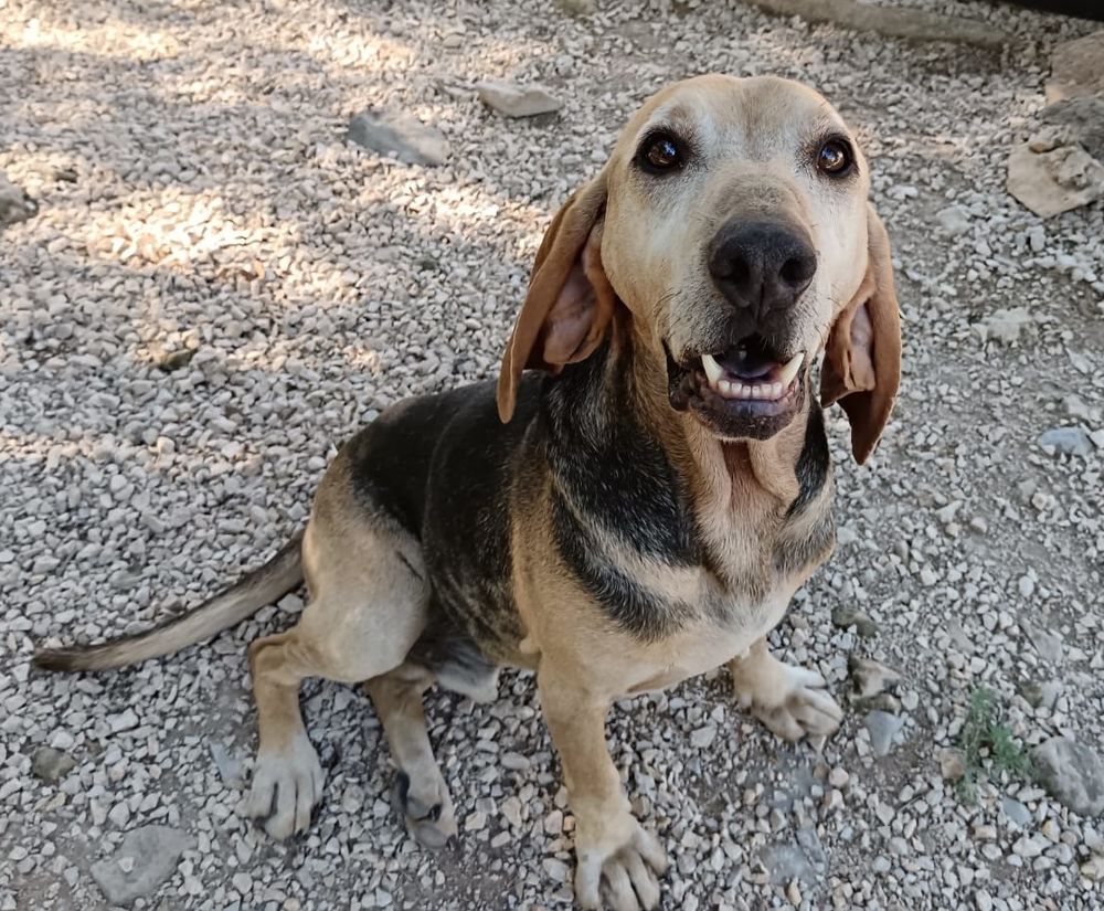 SOS Tommy 6 ans de refuge! 0 34000 Montpellier