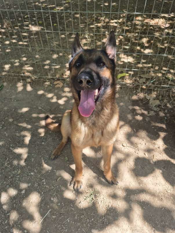 Chien EBENE &agrave; l adoption 210 13001 Marseille