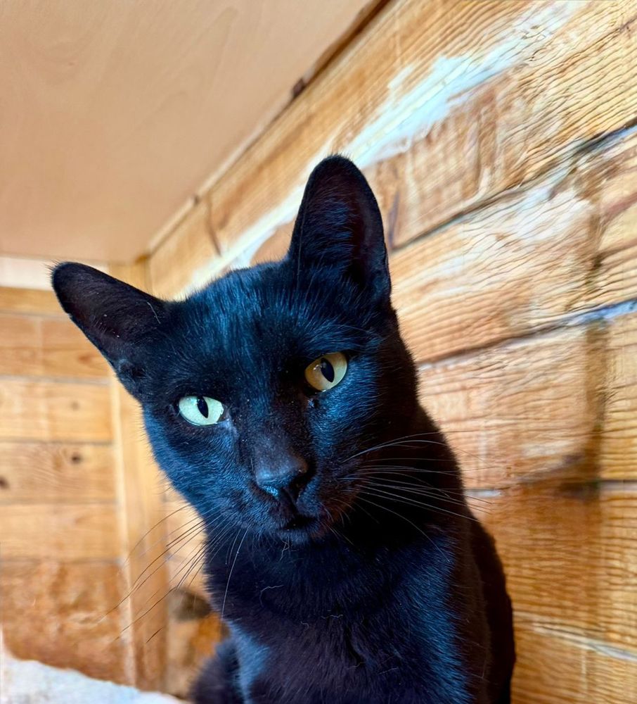 BLACKY 230 27620 Gasny