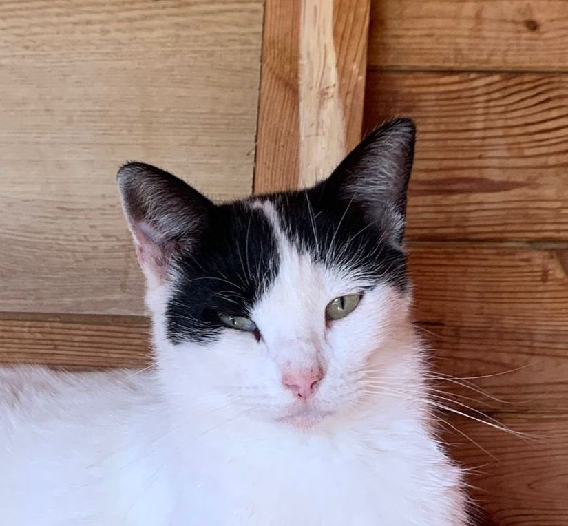 ALEX 230 27620 Gasny