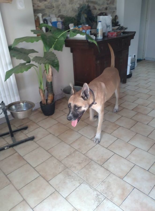 CROC, gentil crois&eacute; Malinois &agrave; adopter via l'association UMA 350 44170 Abbaretz
