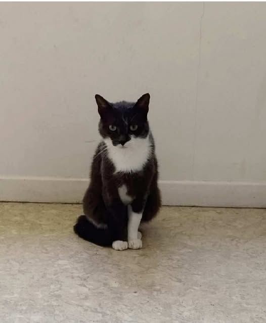 Chat POMPONNETTE &agrave; l adoption 200 26110 Vinsobres