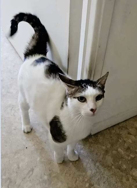 Chat POMPON &agrave; l adoption 200 26110 Vinsobres