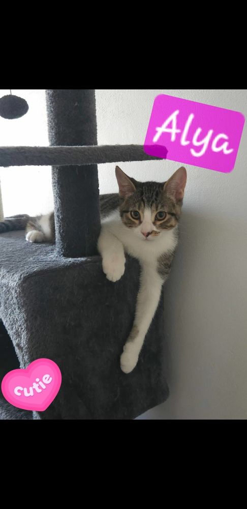 ALYA AYRTON ARON 90 13140 Miramas