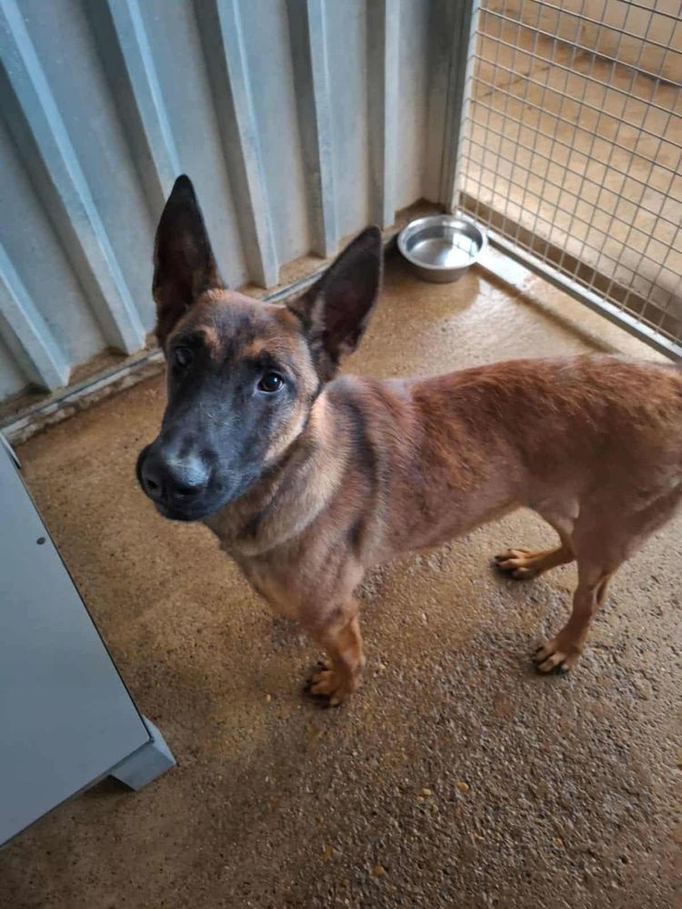 Chien FLY &agrave; l adoption 210 13001 Marseille