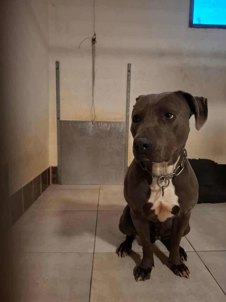 Chien KIFF &agrave; l adoption 210 13001 Marseille