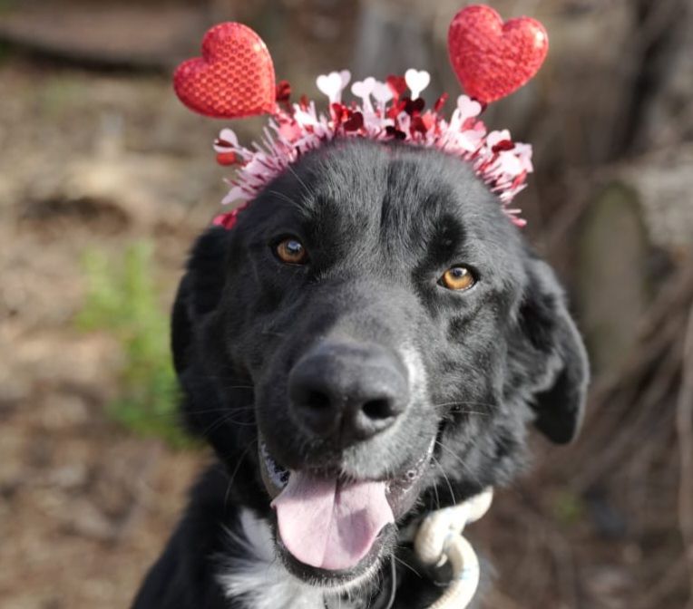 BUBU 320 27620 Gasny