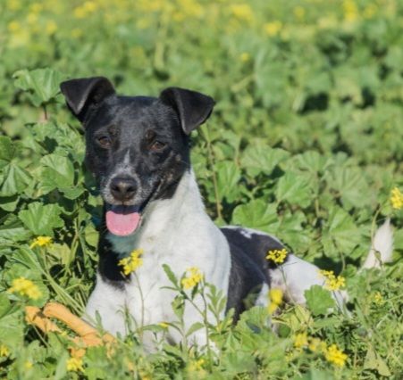 VITO 320 27620 Gasny