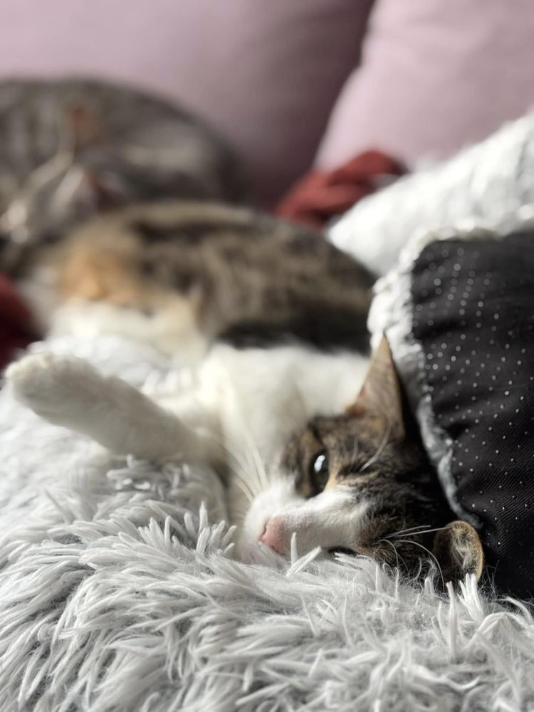 Hind 200 44000 Nantes