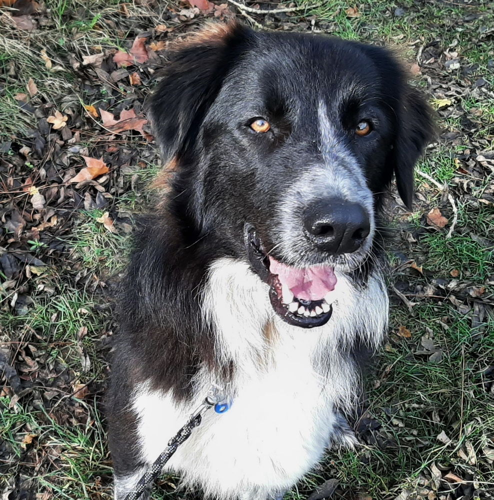 Starck est &agrave; l'adoption! 0 34000 Montpellier